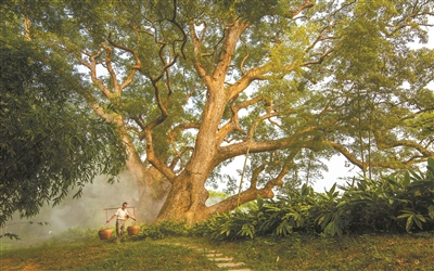 廣東2027年將建成100個(gè)古樹公園