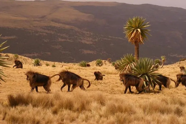 世界遺產(chǎn)地承載全球逾20%已知物種量