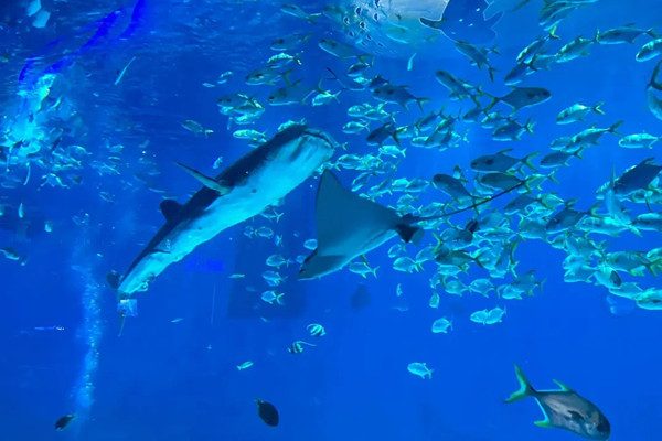 北京環(huán)球度假區(qū)旁將添大型海洋公園