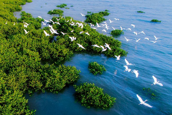 《濕地公約》批準(zhǔn)在中國設(shè)立國際紅樹林中心