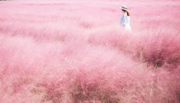 園林景觀網(wǎng)紅化?警惕生態(tài)形式主義