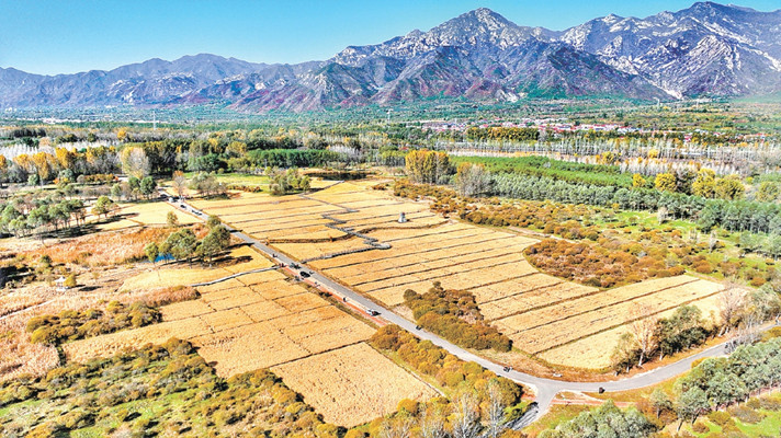 北京：體育公園“最美稻田”迎豐收