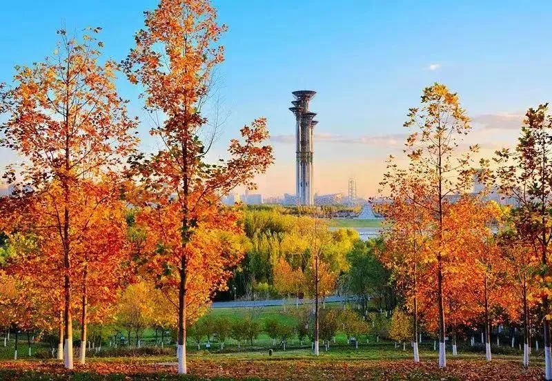 北京市園林局局長:今年打造百條“城市畫廊”