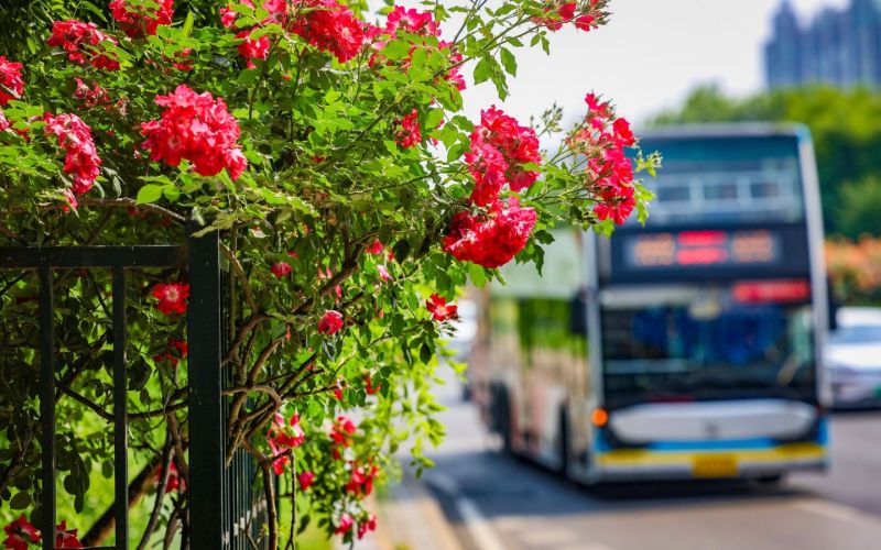 綠化彩化行動(dòng)將北京打造成濃蔭繁花的畫卷