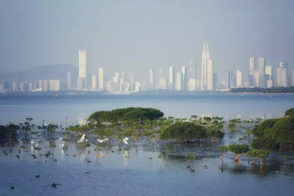 深圳:超大型城市也能留足生態空間