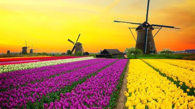 《2023國際花卉統計數據分析報告》發布