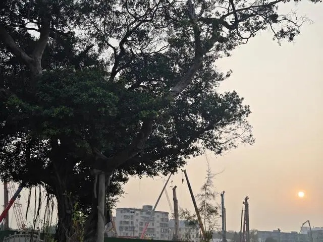 廣州黃埔:改造舊村同時保護古樹