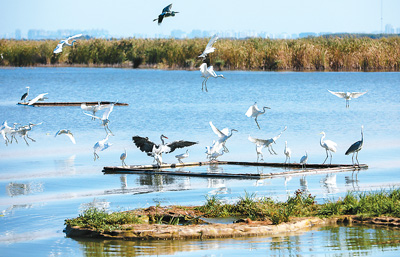 平原碧波衡水湖，一湖碧水靚平原