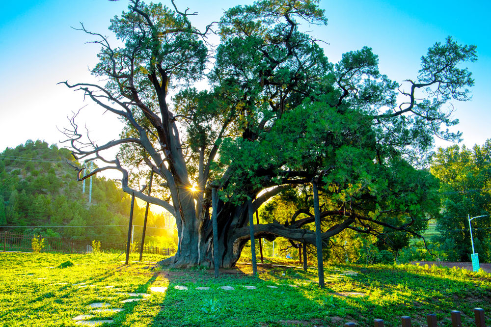 北京市園林綠化局:讓古樹名木“成網(wǎng)紅”