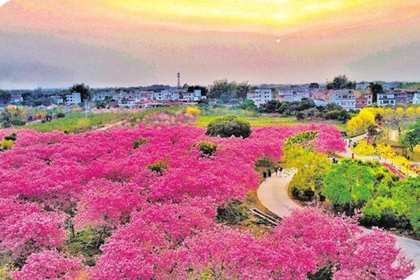 廣州：“花卉＋文旅”釋放疊加效應