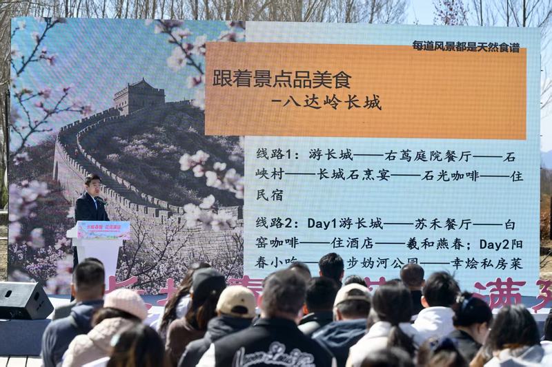 北京延慶開啟踏青賞花季 打造沉浸式文旅盛宴