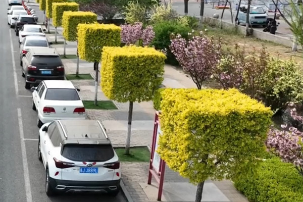 綠招牌方塊樹,城市規劃不應被剝奪多樣性與生命力