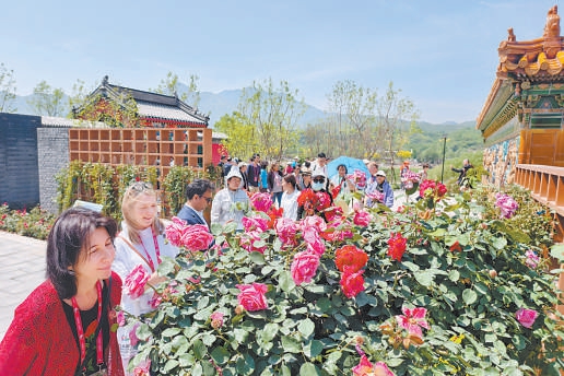 40年來(lái)首次落地中國(guó) 國(guó)際月季大會(huì)亮相京西