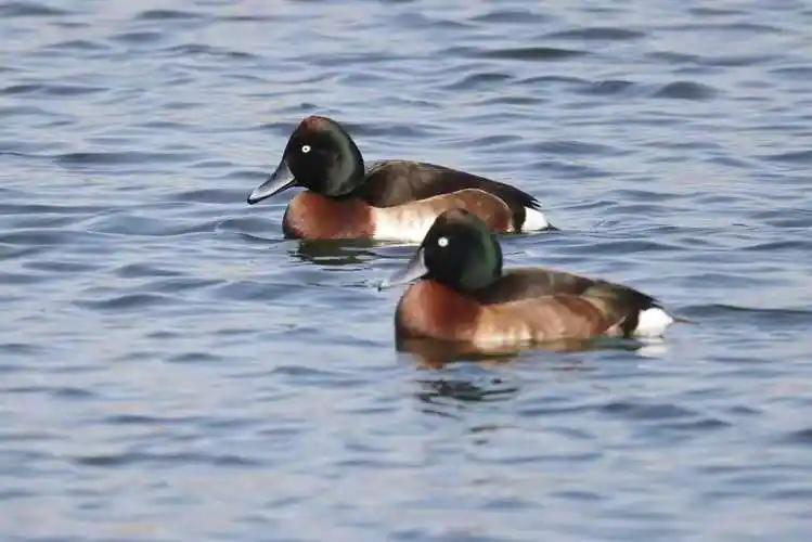 北京市屬公園集中發(fā)布12項科研成果