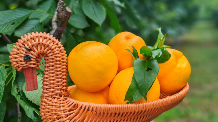 碩果飄香·豐涵海淀——海淀鮮桃采摘季:盛夏甘甜,果香滿園