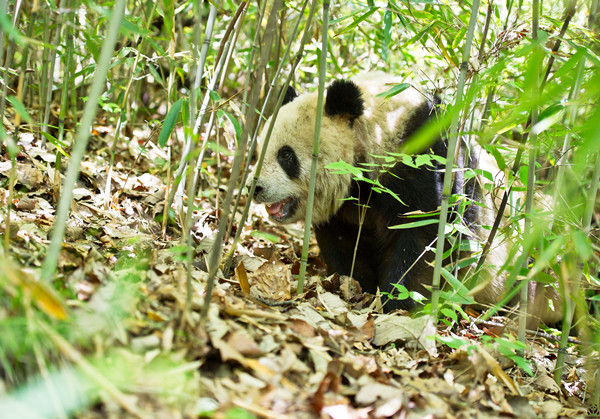 第三屆國(guó)家公園論壇8月18日在成都啟幕