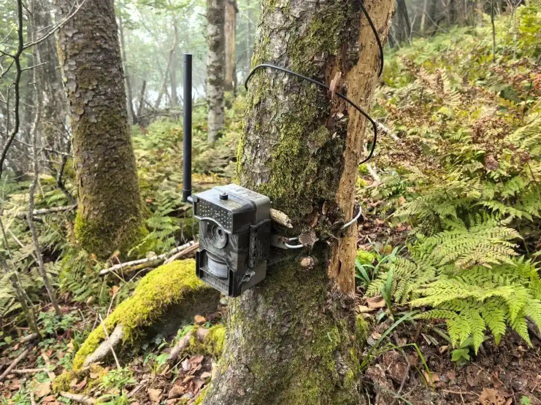 大數(shù)據(jù)、人工智能……創(chuàng)新驅動國家公園治理變革
