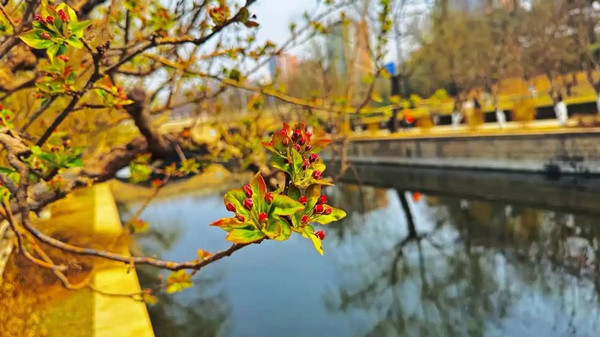 北京多處濱水空間將成“賞花長(zhǎng)廊”